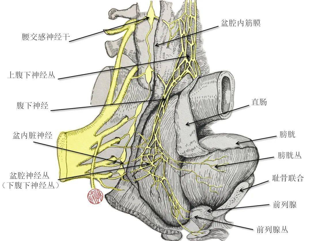 醫學筆記神經血管束的應用解剖學圖文