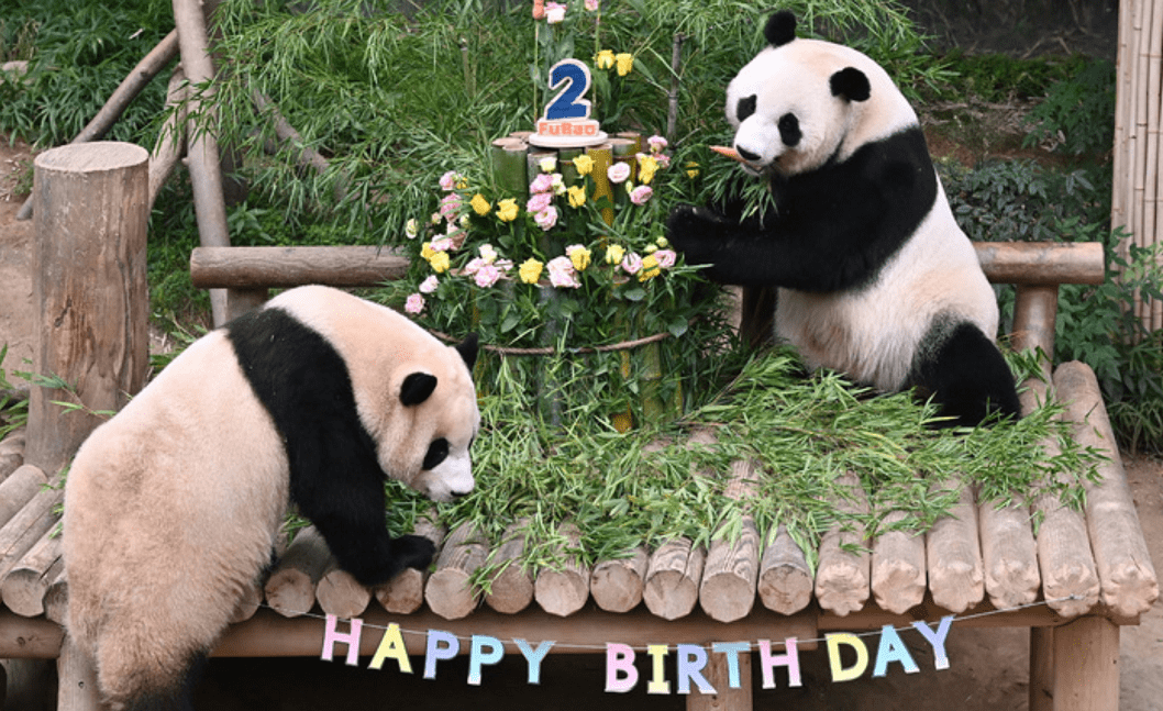 萌萌哒！韩国为大熊猫“福宝”庆祝2岁生日 特制蛋糕亮了