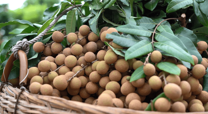 茂名这个活动火热来袭五斤装高州龙眼免费送约吗