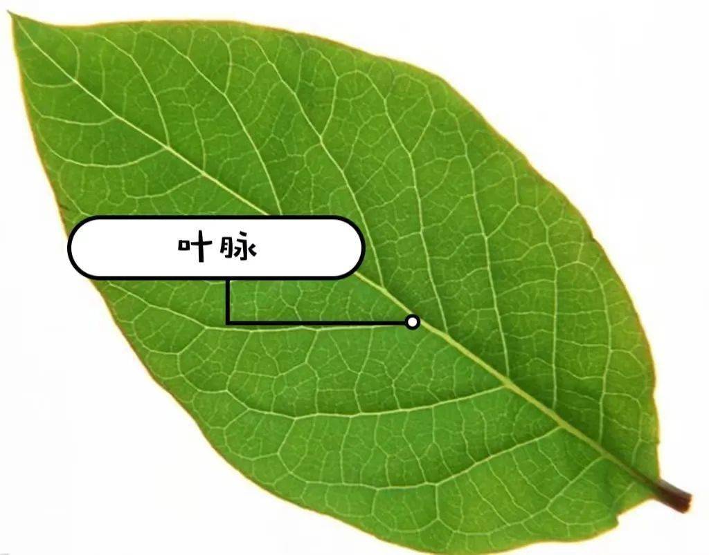 为了让孩子们真正理解叶脉的作用,班级开展了科学小实验,准备好水