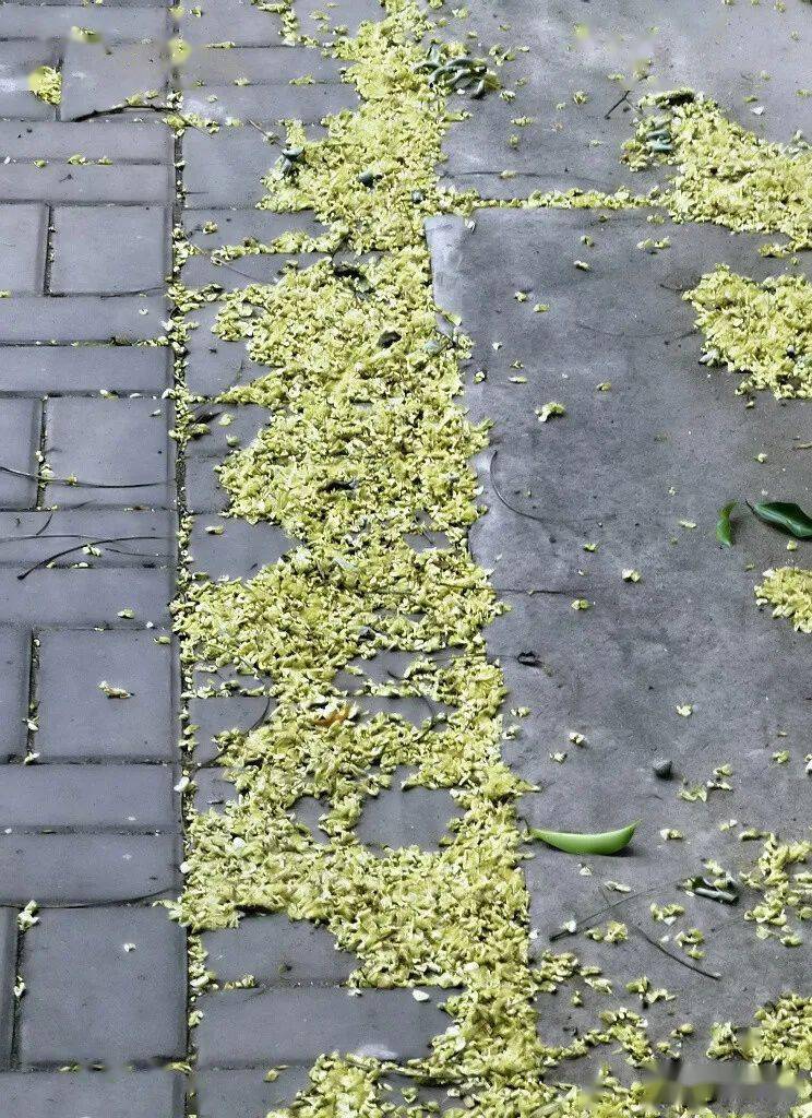 槐花落下 颜色也变得偏黄绿色看那形状 总让人联想起小乌贼好像一旦到