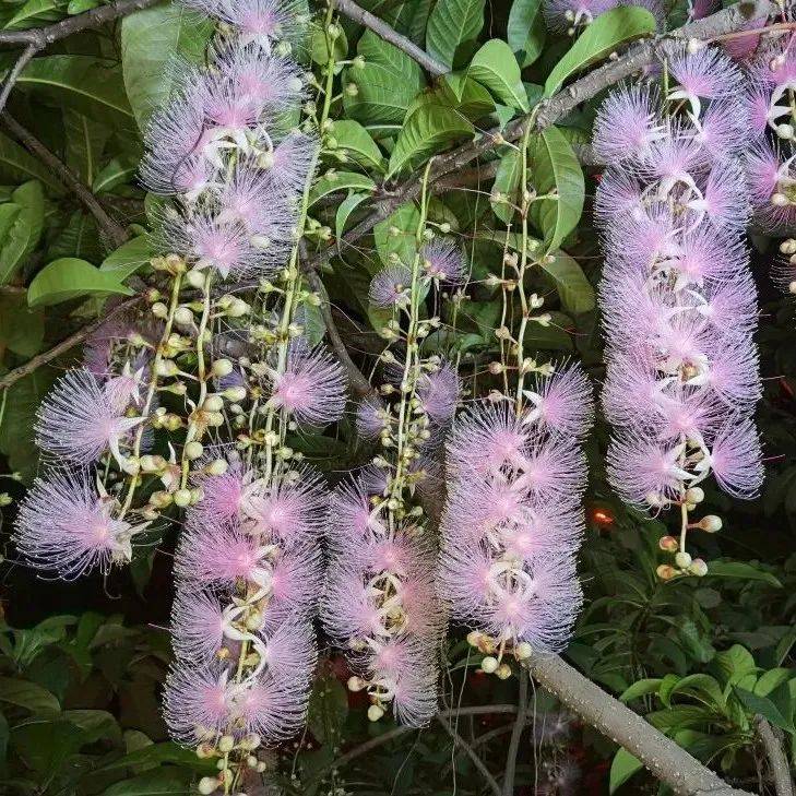 繁花似梦 | 九龙山湿地的玉蕊,如夜里的烟火般璀璨_湛江_雷琼_特色