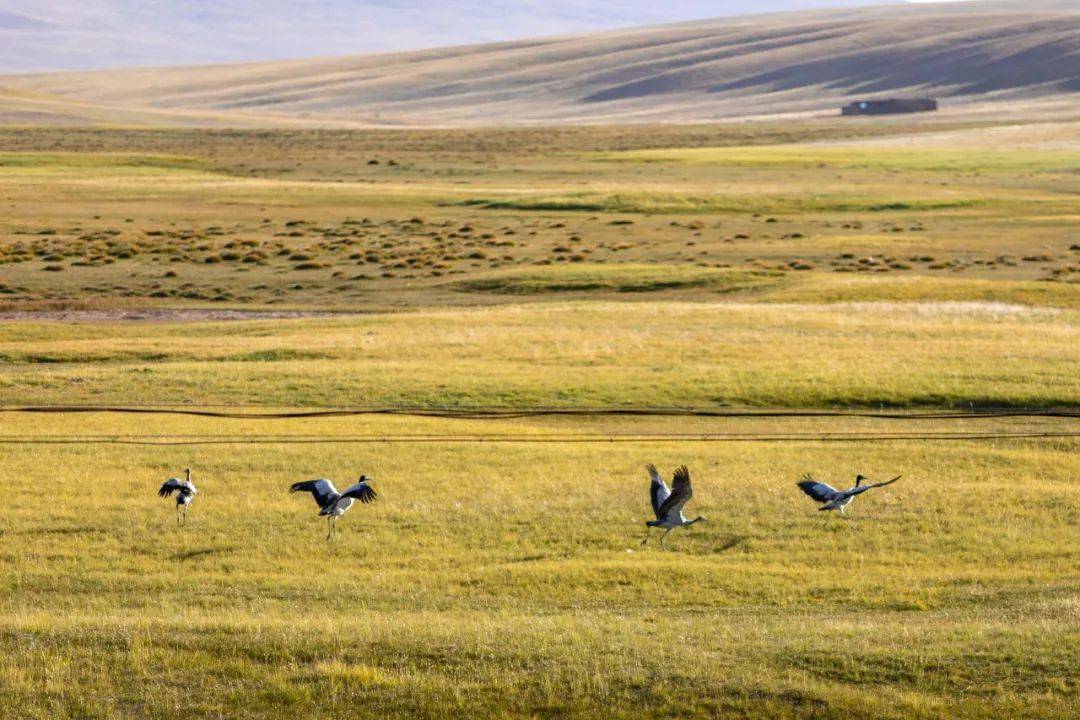 我眼中的西藏——100个最美瞬间_冰川_怒江_草原