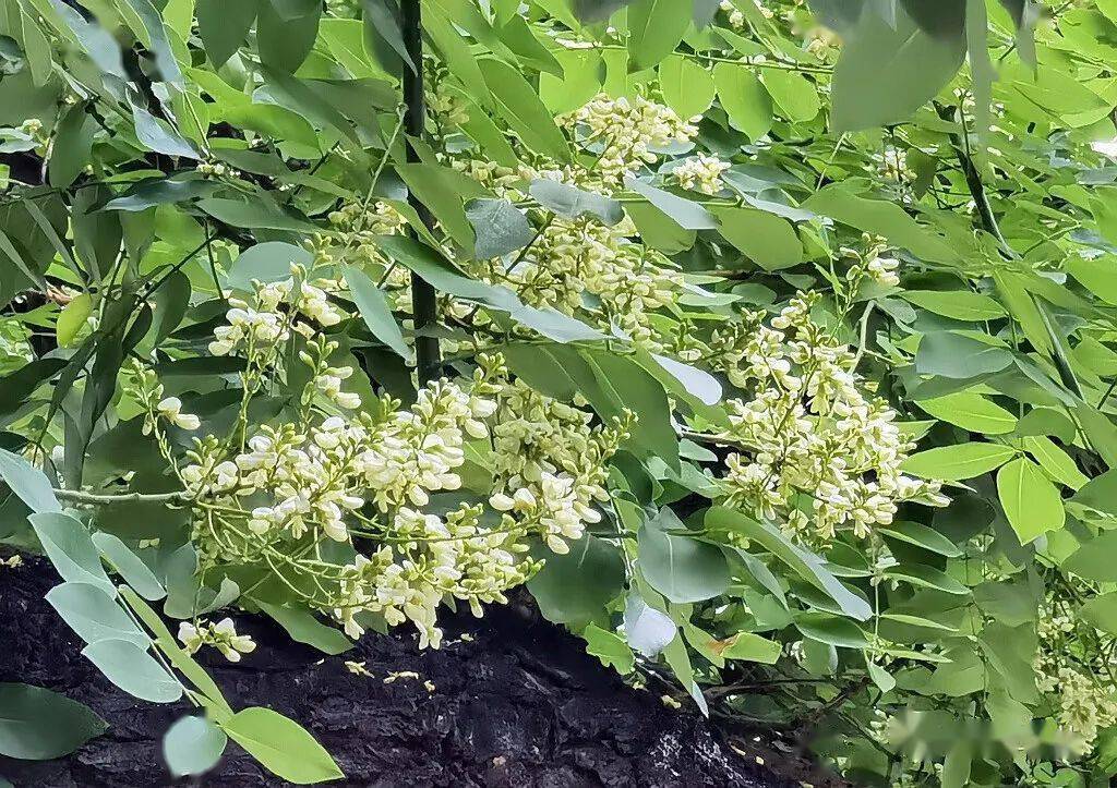 日本,越南也有分布,朝鲜并见有野生,欧洲,美洲各国均有引种.