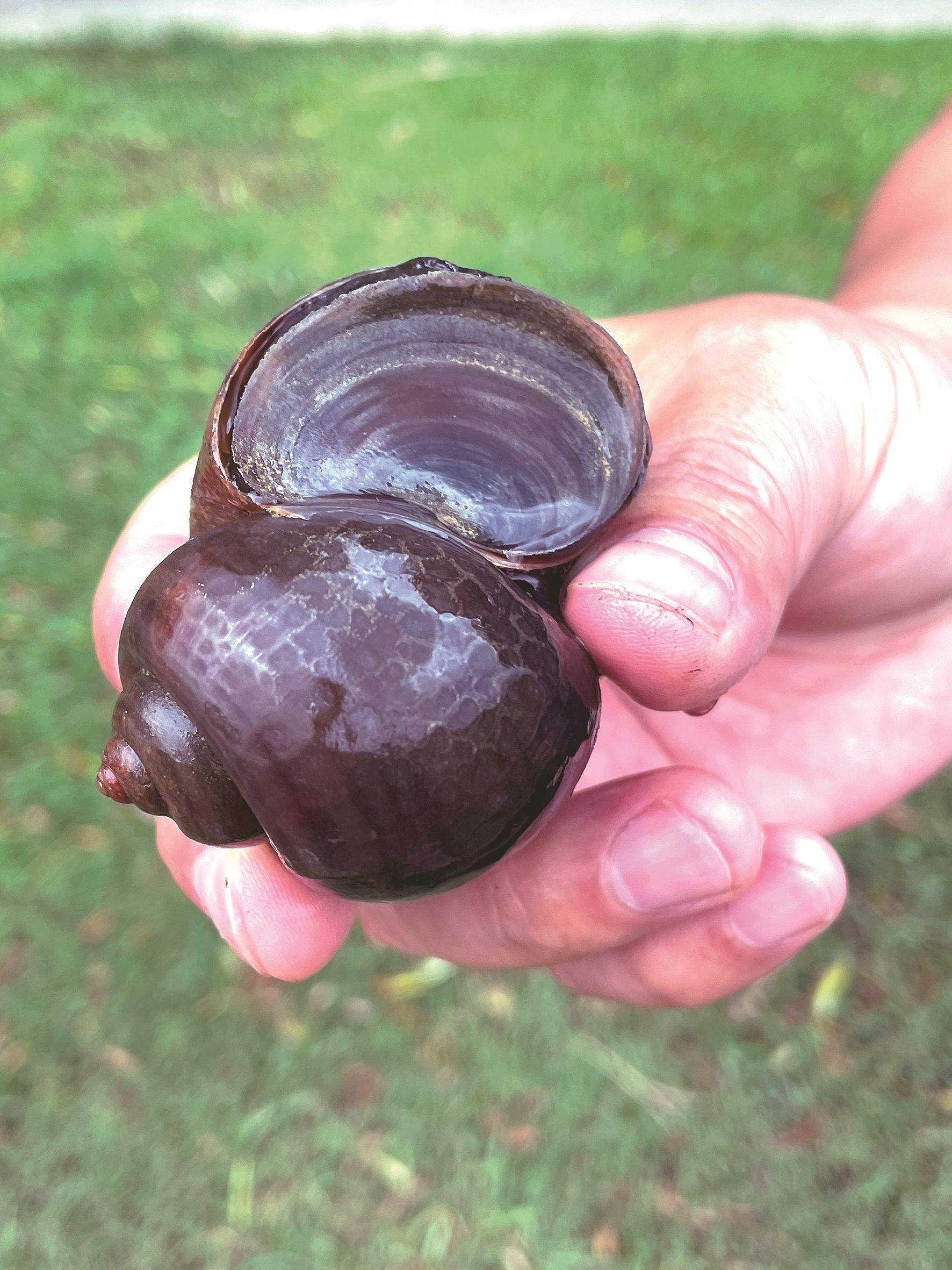 入侵物种福寿螺骚扰江城水生植物 多个城区发现其身影 目前以人工清除