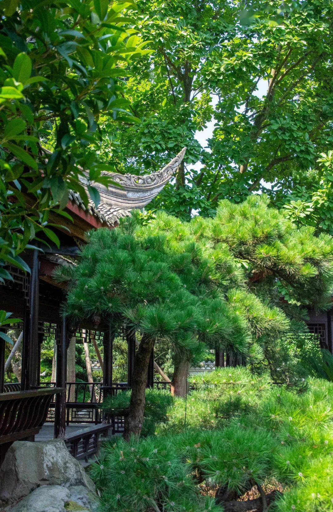 三邑园艺——大暑将至,此去闲游_盆景_艺术_温江