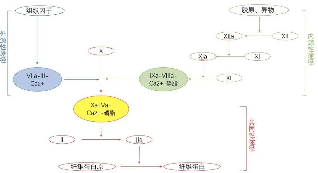 凝血因子解读