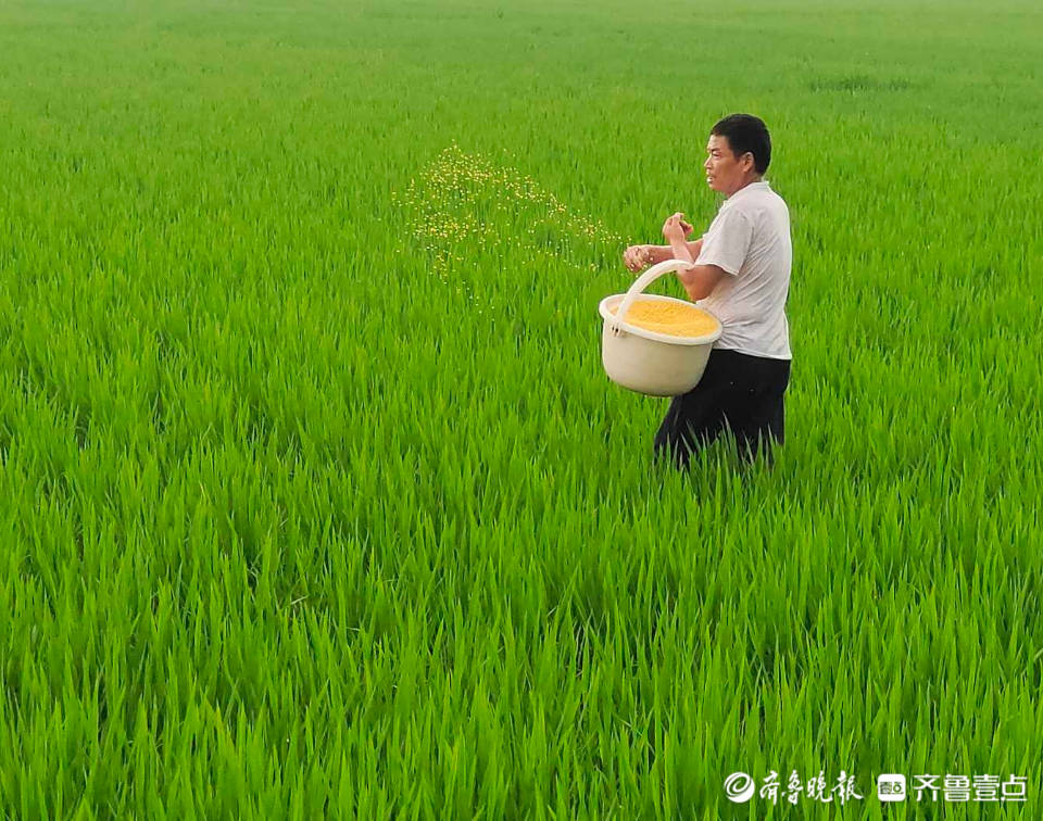 临沂稻农田间施肥忙,绿油油的水稻长势喜人_情报员_郯城_齐鲁