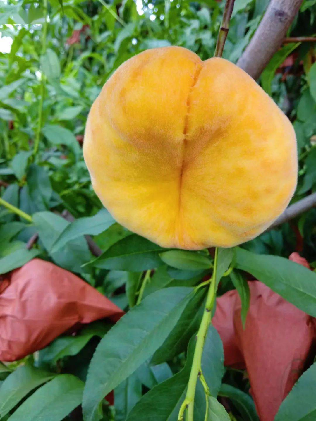 一年只卖15天黄金毛蟠桃每天新鲜采摘即时发货