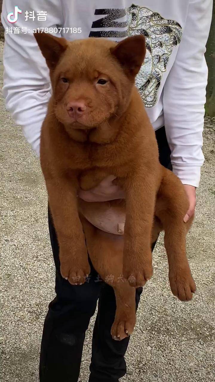 花了多年时间,总算培养出一条满意的五红种公,长大必成才(尾巴的毛给