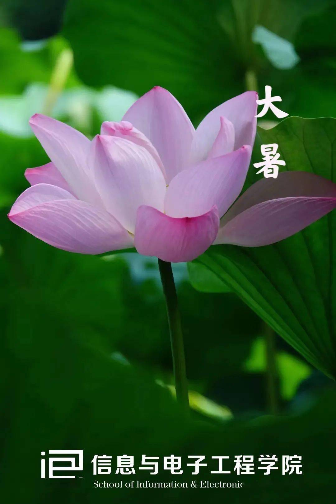 大暑 | 炎蒸乃如许那更惜分阴