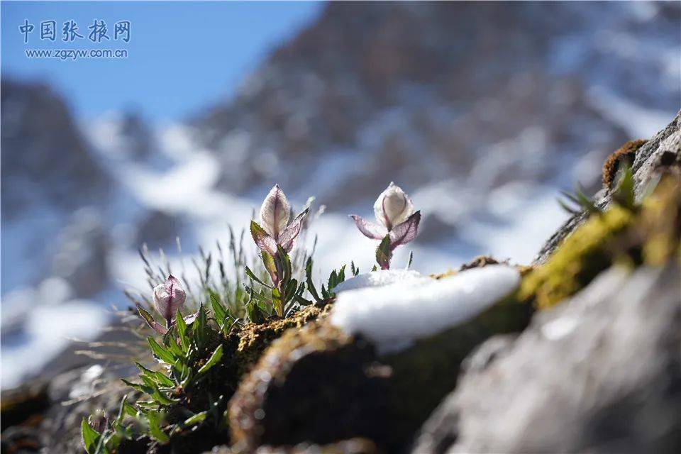 【组图】祁连山下——唐古特雪莲竞相绽放_海拔_冰川_初馨