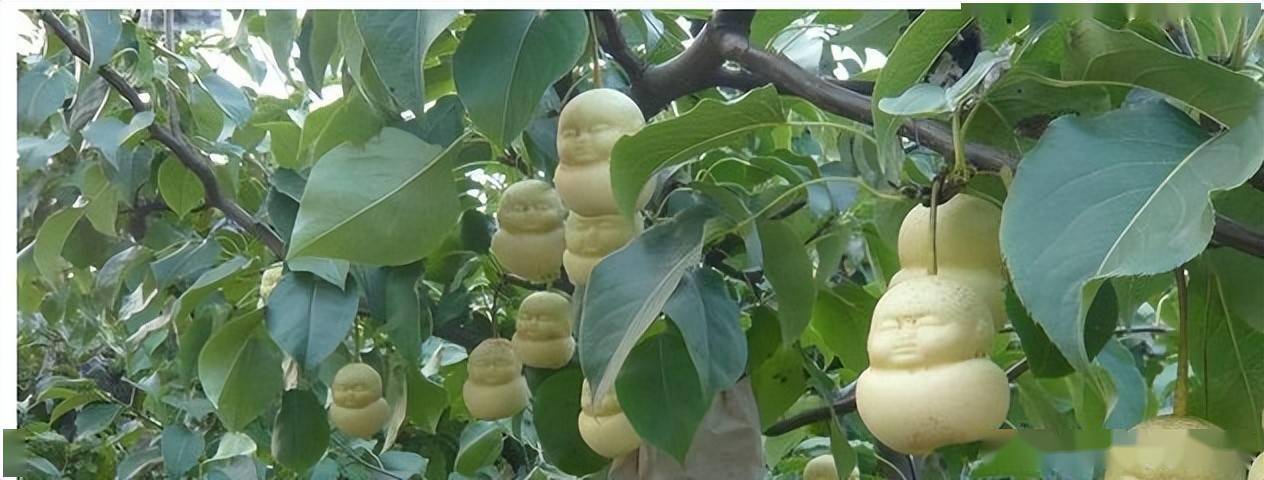 原来人参果是三界冤魂形成的你看偷它者下场有多惨