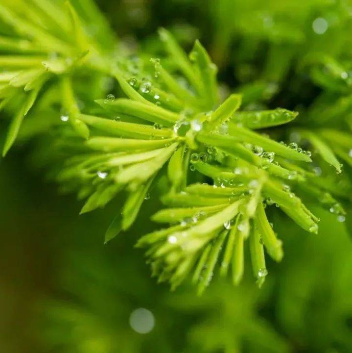 诗词丨静听夏雨打窗台，悠然岁月闲情来_生活_夏天_情绪