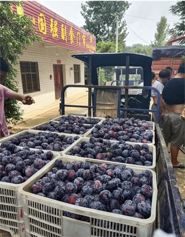 河南省淅川县荆紫关镇狮子沟村：以杏为媒，产业发展助力乡村振兴