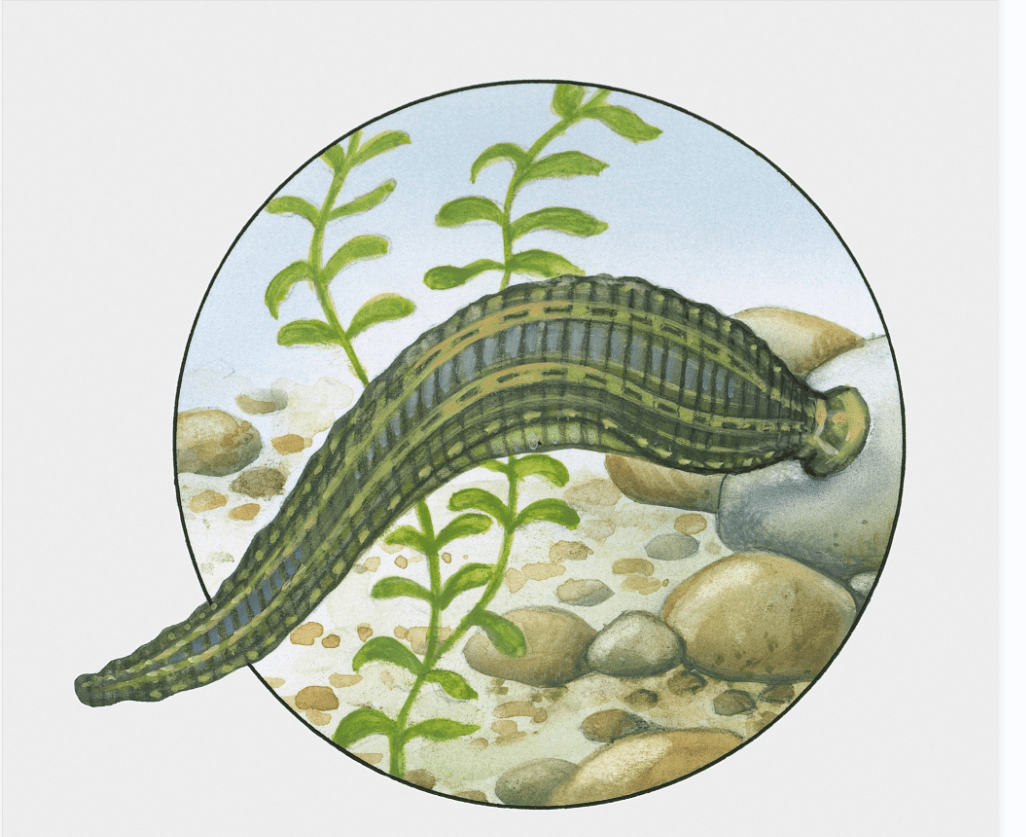 【应急科普】夏季毒虫图鉴,遇到它们要小心_蚂蟥_危害_伤口