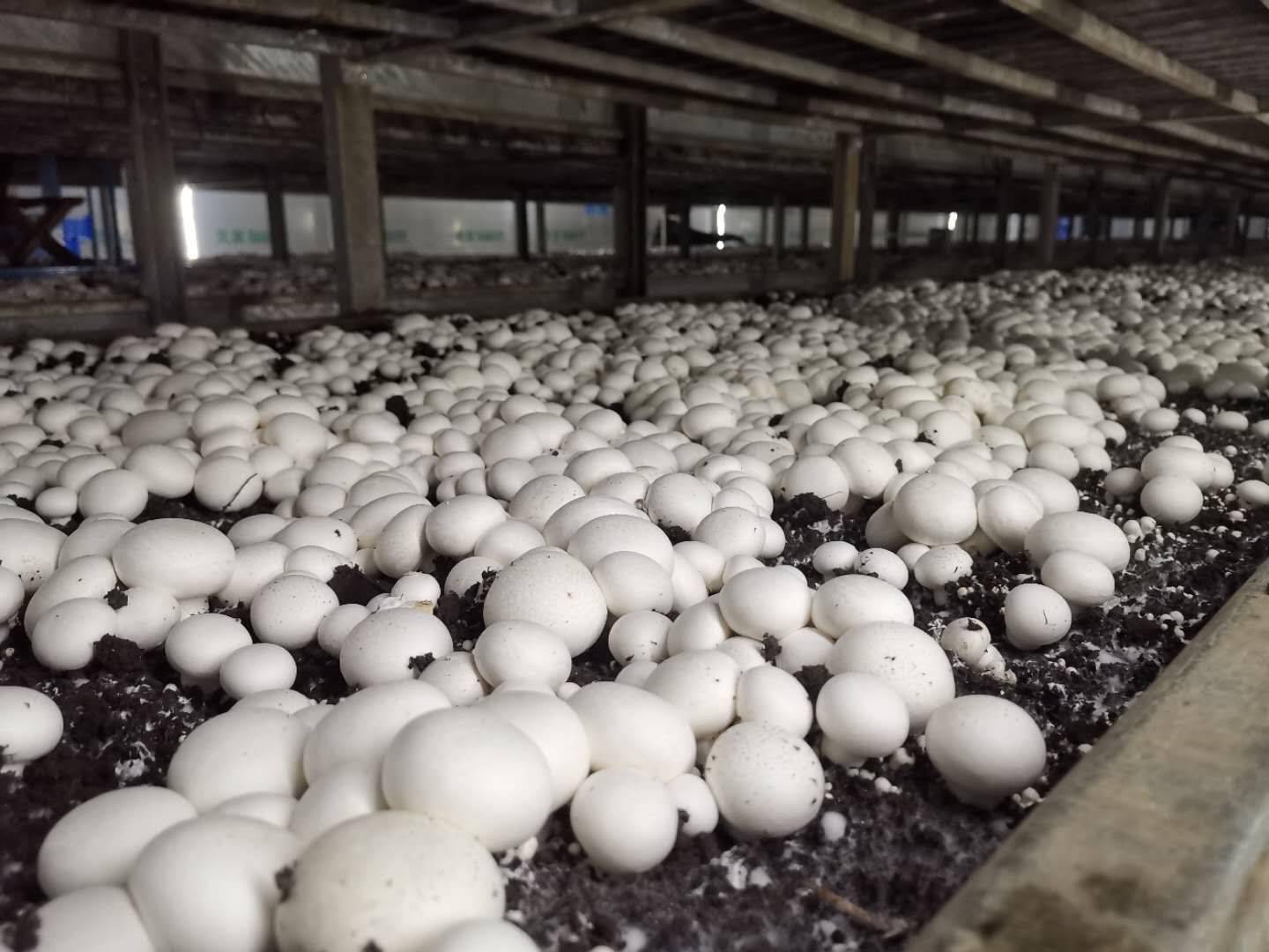 牟平:小蘑菇撑起"致富伞"_种植_文化街道_里村