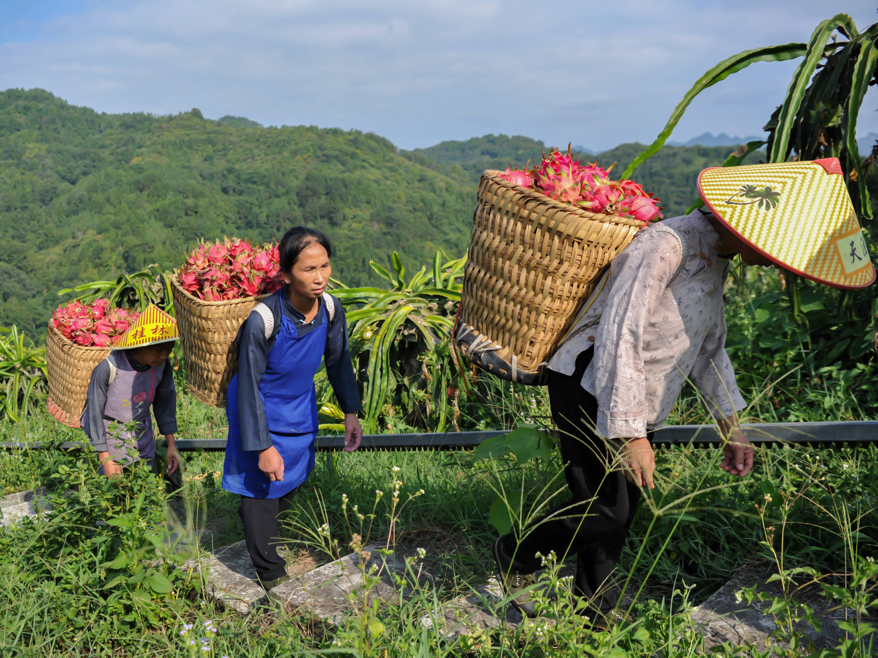 罗甸红心火龙果带来红火新生活