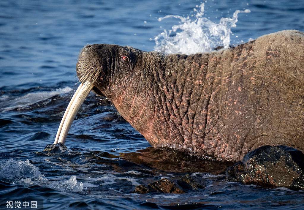 “挪威”600公斤海象在挪威“走红”，挪威渔业局要求民众和它保持距离