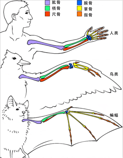 蝙蝠 嘿 看我