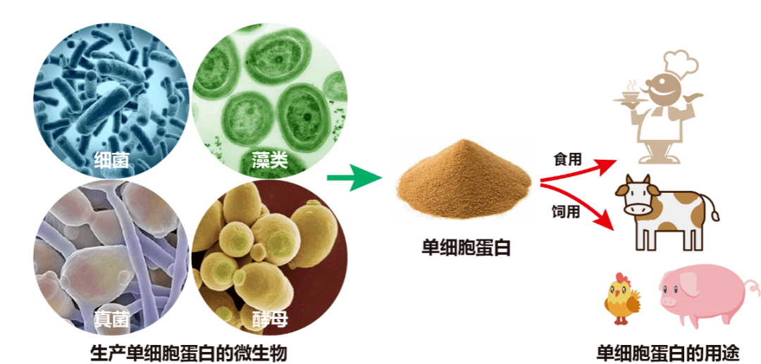 特约文章推荐——《微生物利用无机氮生产有机氮》_蛋白_氨基酸_合成