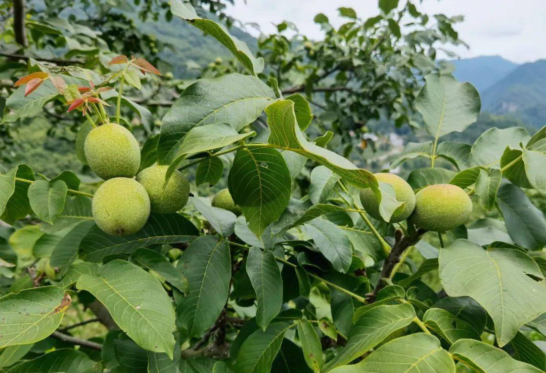 汉滨58万亩核桃长势喜人 丰收在望!