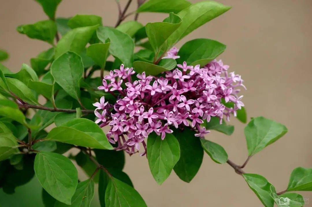 奇妙丁香花没开花时光杆杆花期到了爆枝头