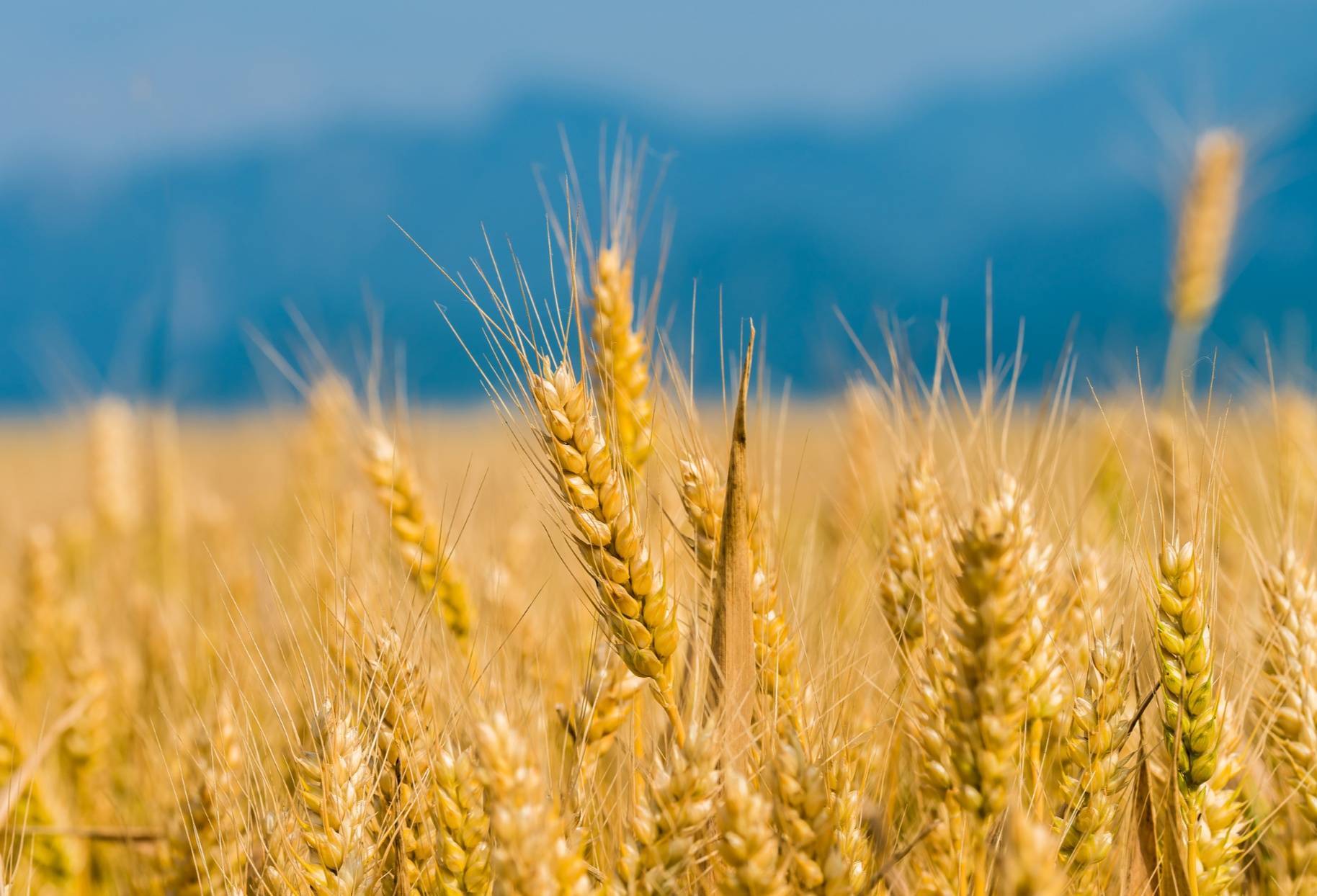 (图源自cfp)据介绍,今年中央和地方财政累计投入小麦病虫害防控和"一