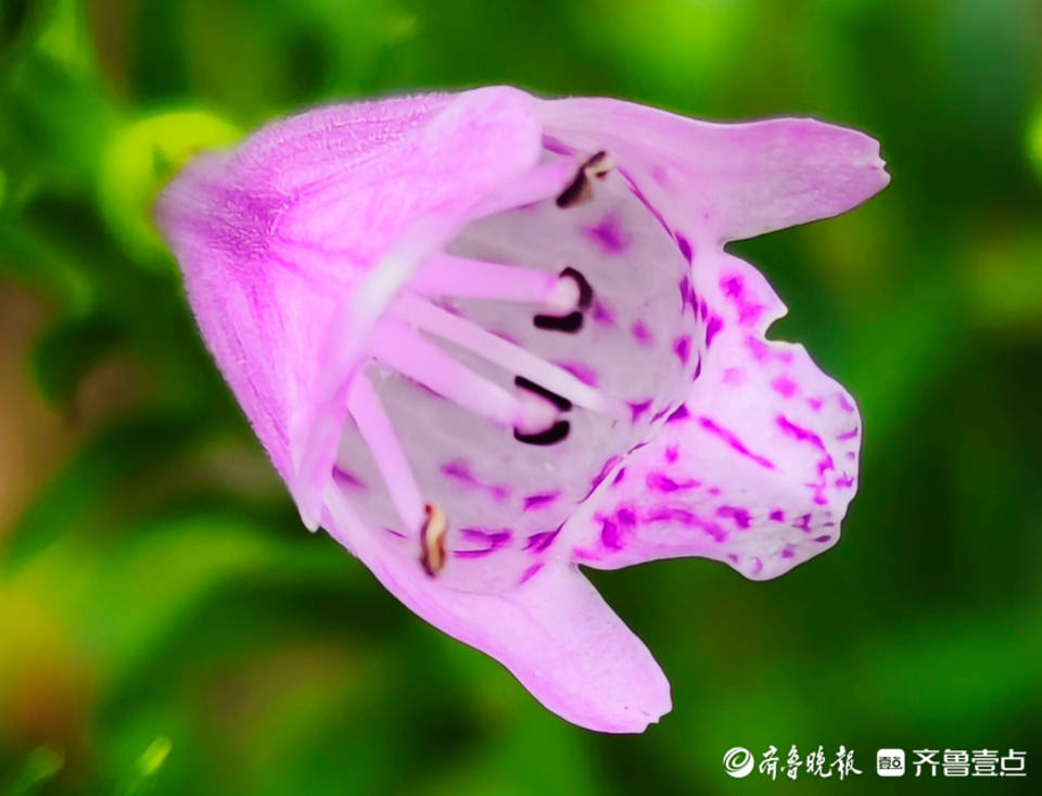 最美粉色芝麻花开图片图片