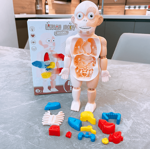 【仿真人体器官】一款适合小朋友的玩具,认识人体,了解器官!