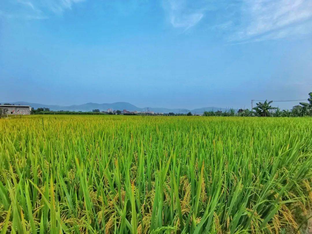 风吹稻田!翔安旱稻示范种植试点即将迎来……_胡萝卜_翔安区_土地