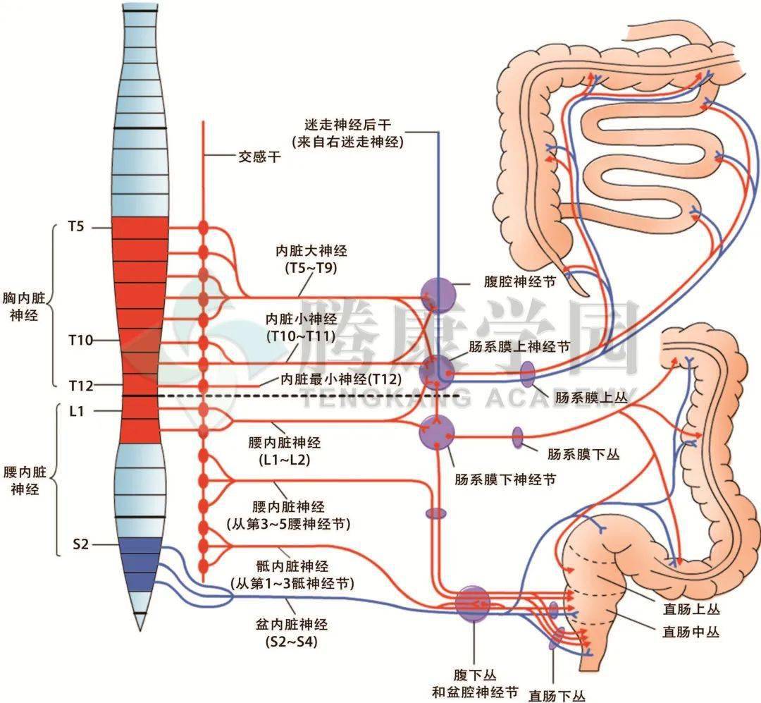 空肠和回肠的解剖图-千图网