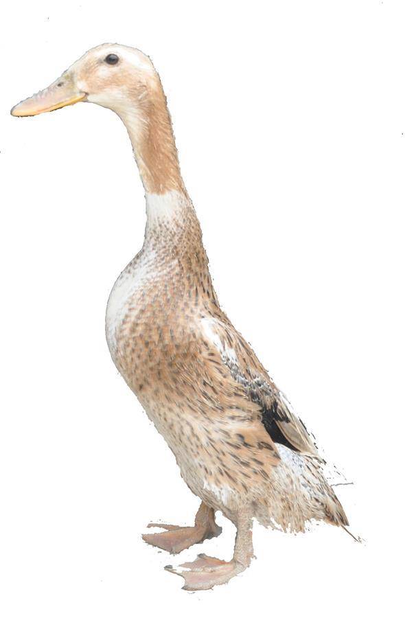 我省举办麻羽青壳蛋鸭培训_加工_养殖_新品种