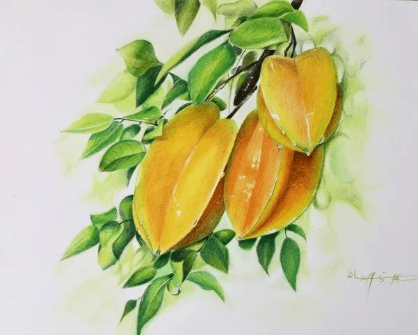 来一起画个彩铅小杨桃吧