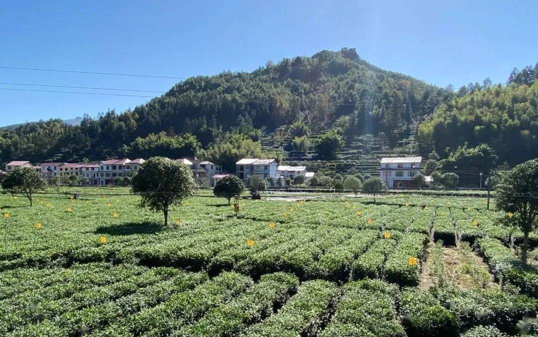 遂川县汤湖镇以茶赋能走出乡村振兴高质量发展之路