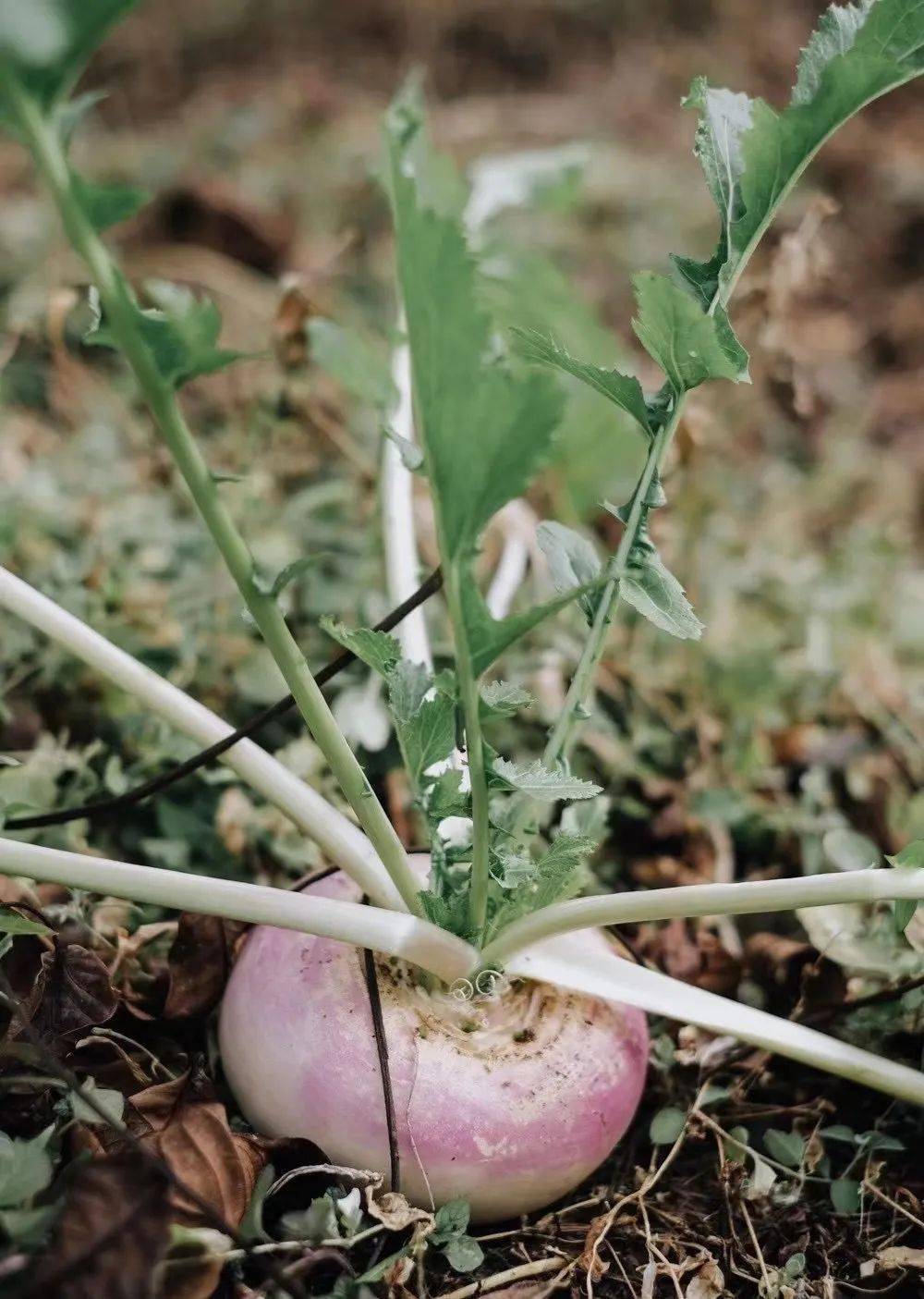 蔓菁*amy wong蓝勇教授写道,“诸葛菜”就是今天四川人主要用于泡腌和生腌