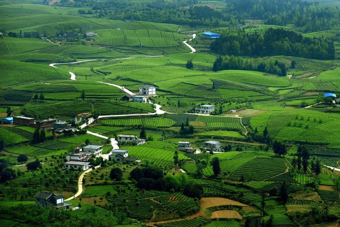 自驾湄潭,开启27°茶文化之旅_茶园_贵州_七彩