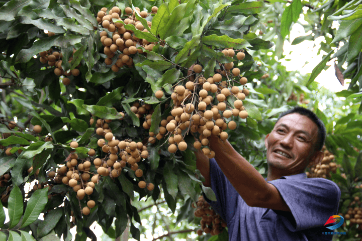 丰都小小龙眼树致富大产业