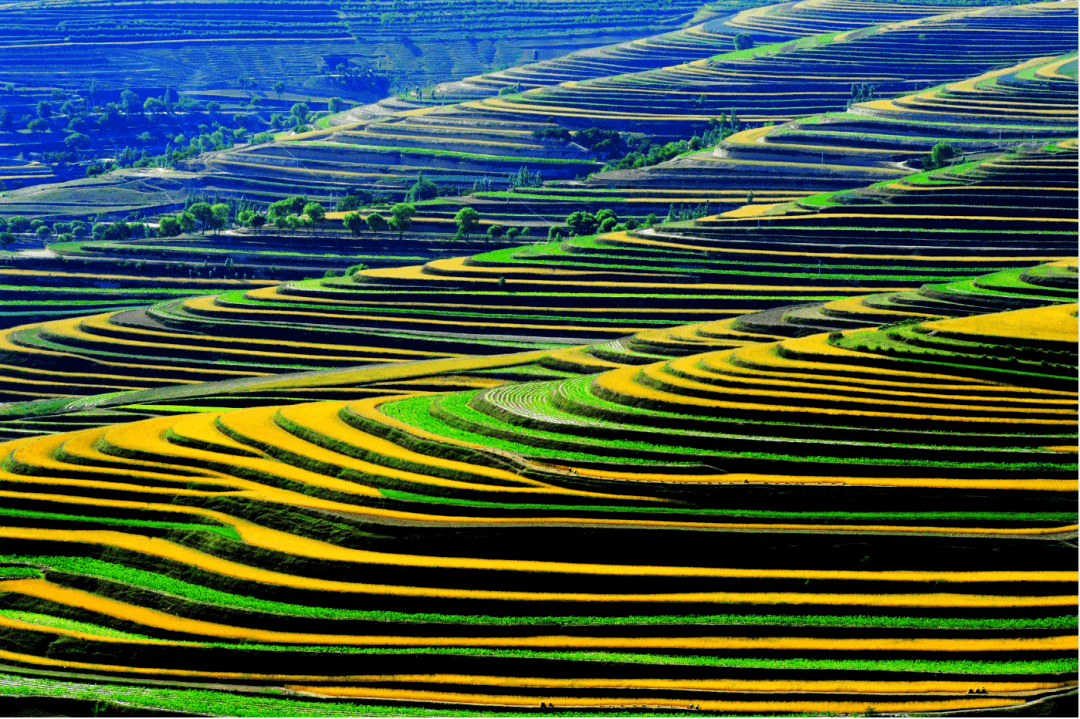 美丽市县丨中国最美旱作梯田——彭阳金鸡坪梯田公园