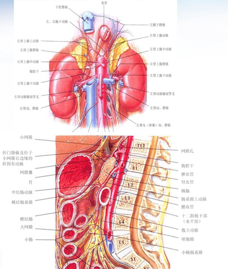沿脊椎的左前方下降至第4腰椎体下缘高度分为左,右髂总动脉和骶正中