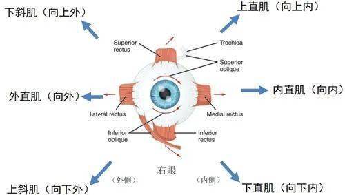 肌的检查检查眼球的运动功能,双眼分别注视,单眼各方向注视的斜视角度