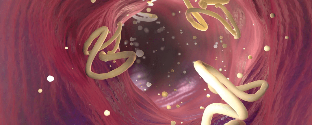 肠道寄生虫或有独特的益处