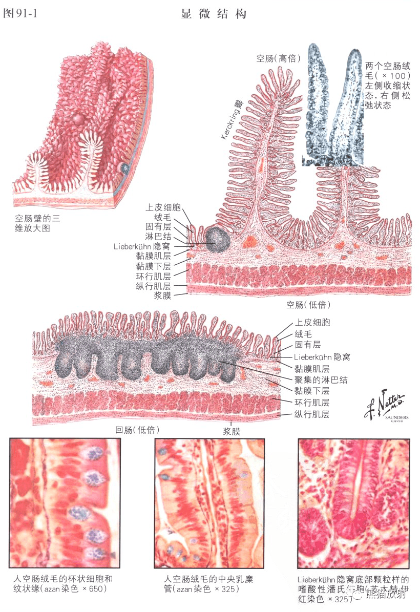 小肠壁结构图图片