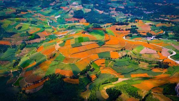 (图片均摄于2022年8月)走进屏边县新华乡岩蜂村旁万寿菊种植基地,漫山