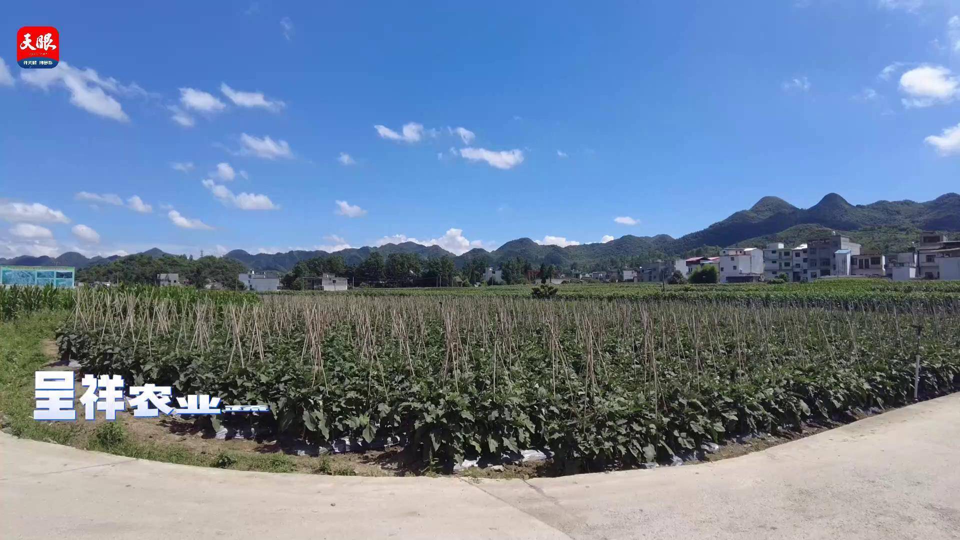 高質量發展蹲點採訪六枝特區郎岱鎮夏季蔬菜採收忙