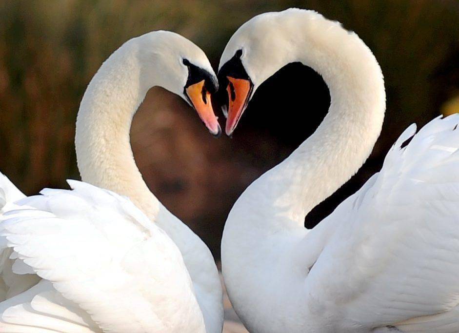 七夕到来,小动物们也浪漫