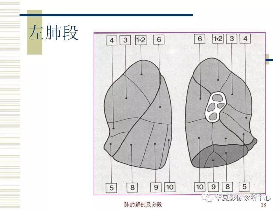 肺的详细解剖与分段