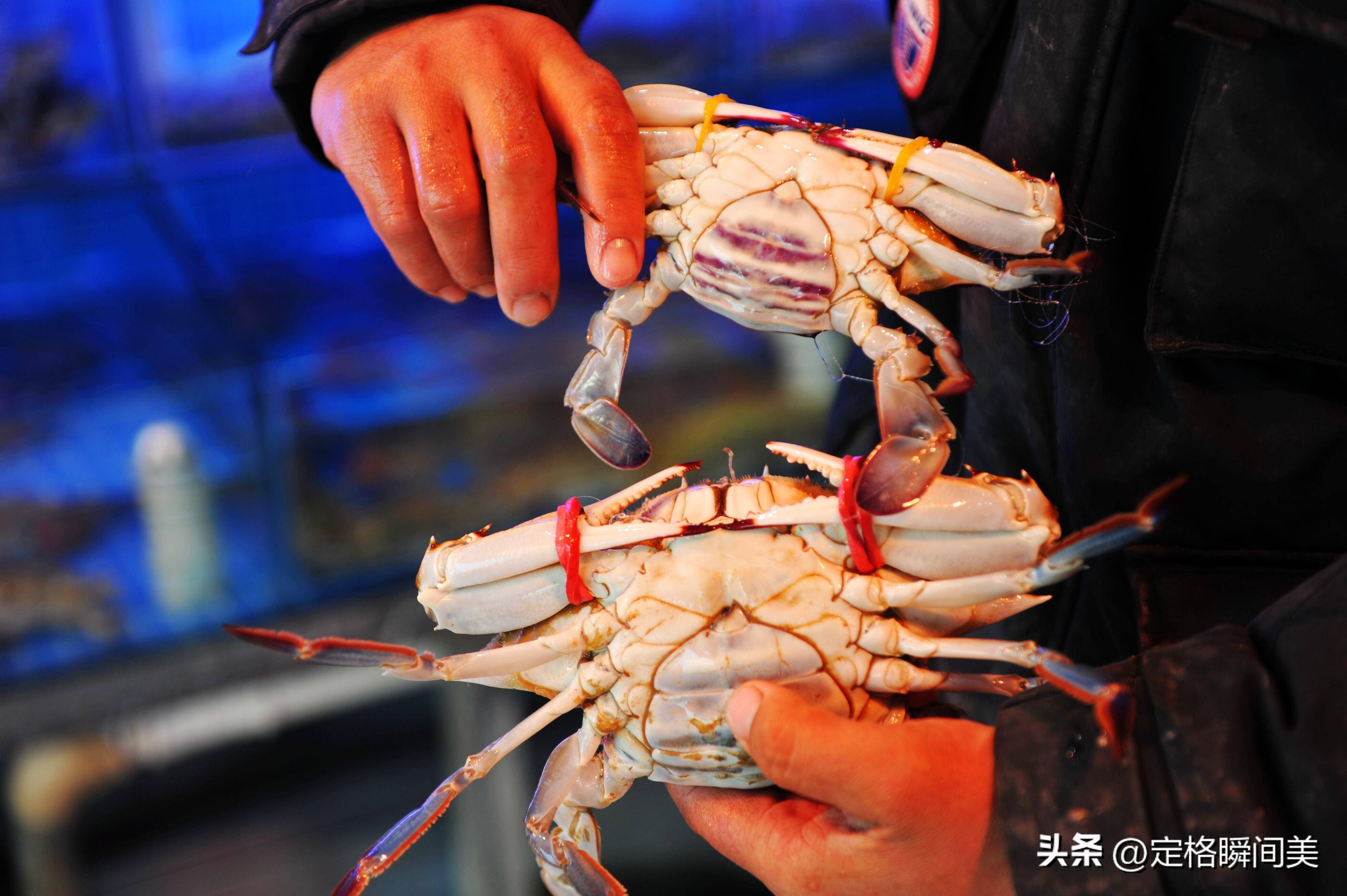 最便宜15一斤,南方"头茬"蟹子飞奔青岛,双平台直供成新趋势_梭子蟹
