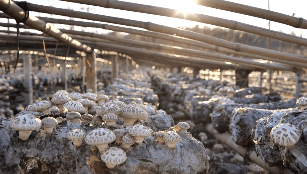 新品种以后,政府还奖励了我们10万块钱的奖励资金,所以我们对发展香菇