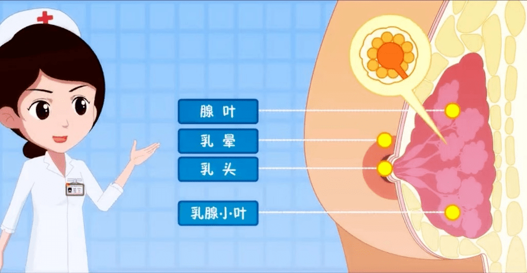 乳房_科普_乳晕